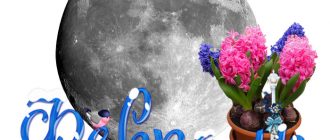 Грижа за цветята през февруари