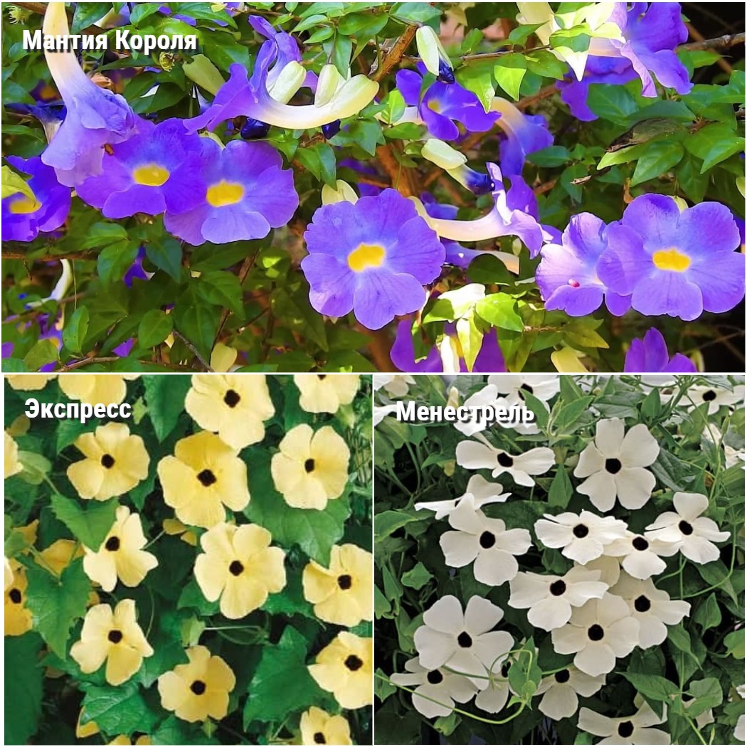 „Кралската мантия“ и други