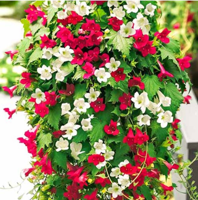 Сорт Mexican Beauty, смесица от цветове Мексиканска красота, смесица от цветове