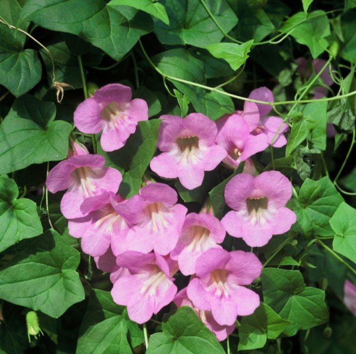 Мистични розови цветя Сорт Мистик Роуз