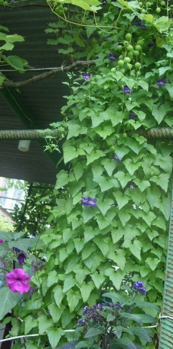 Начало на цъфтежа Блум