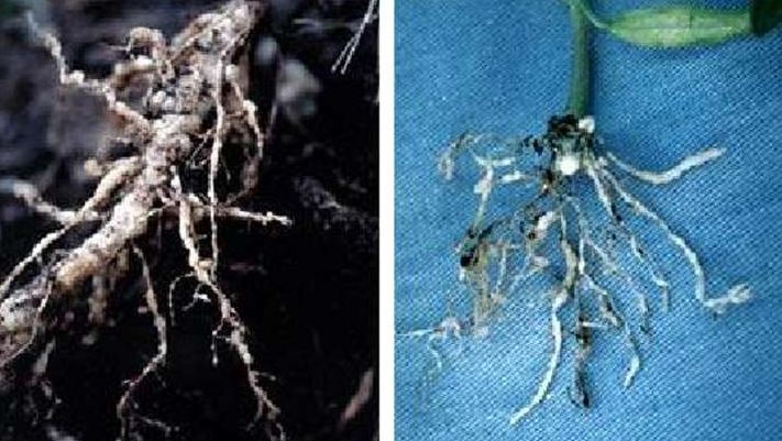 Увреждане на корените Нематод