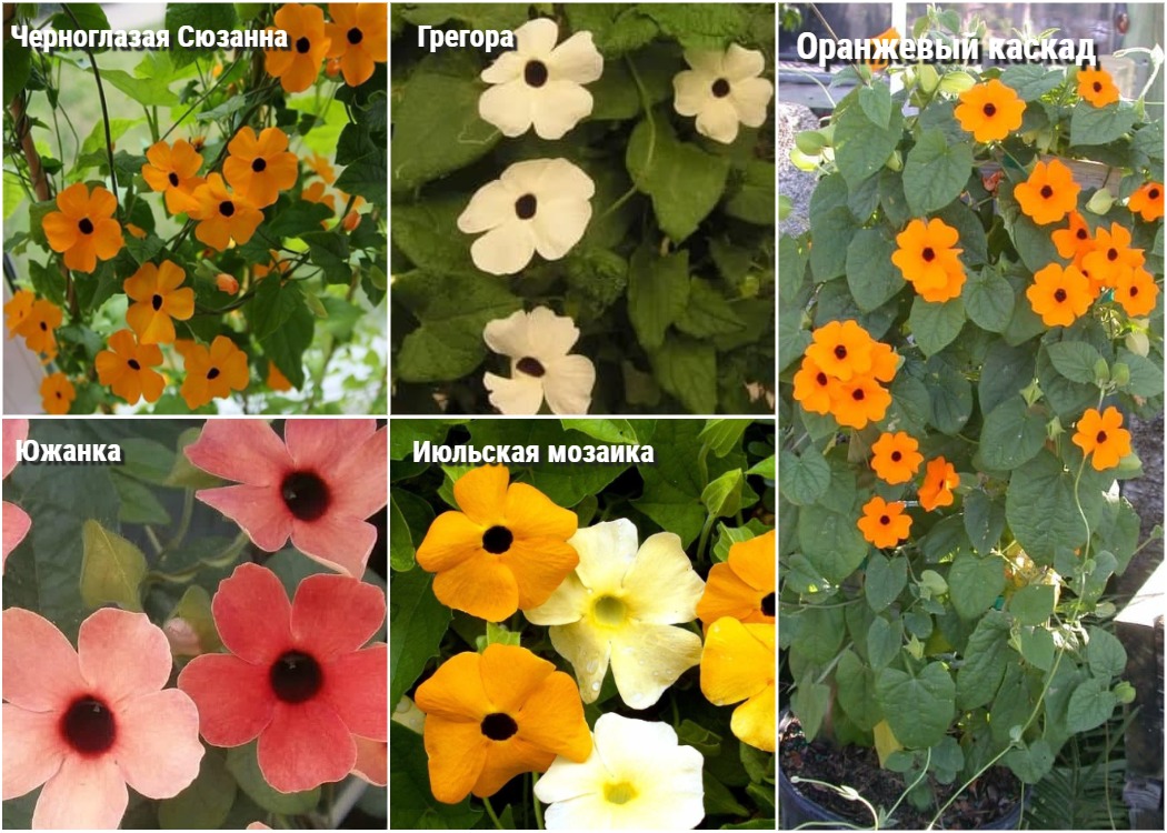 Оранжева и жълта тунбергия