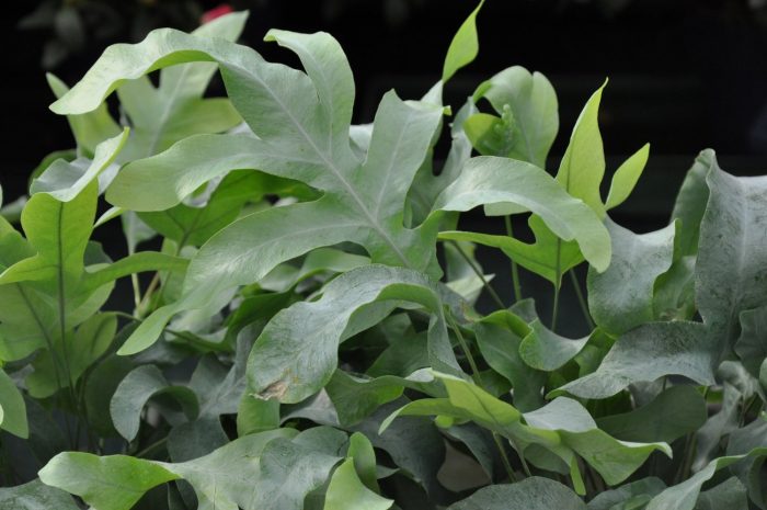 Златна гледка Златен флебодиум