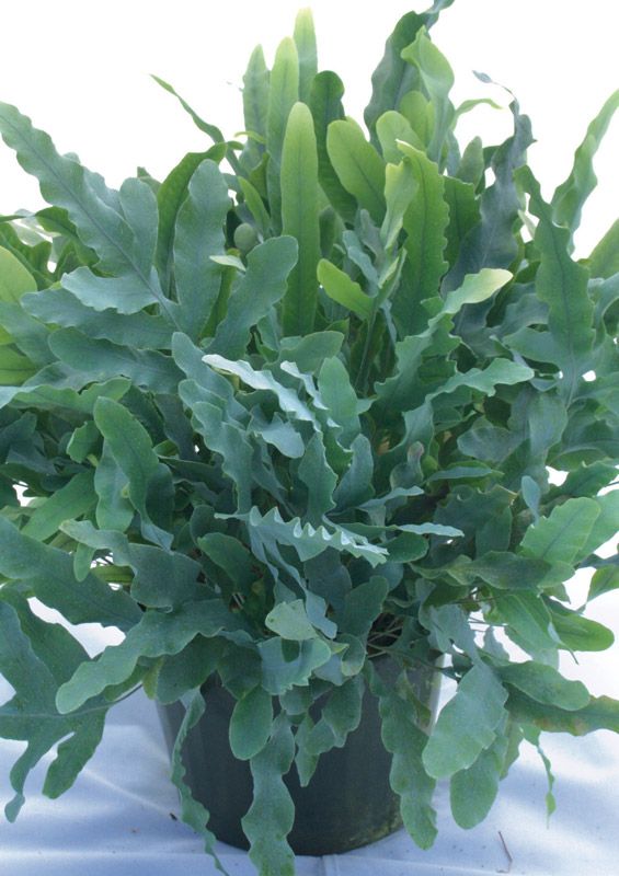 Сорт „Синя звезда“ Синя звезда