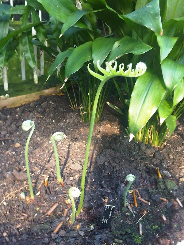 Декаманум Видове Phlebodium