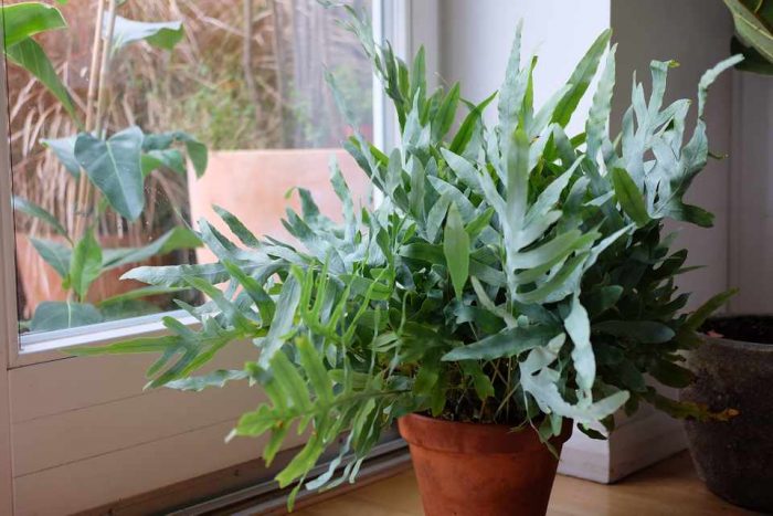 Осветление за флебодиум Флебодиум в къщата