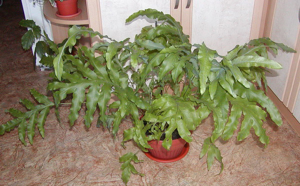 Флебодиум в къщата Флебодиум