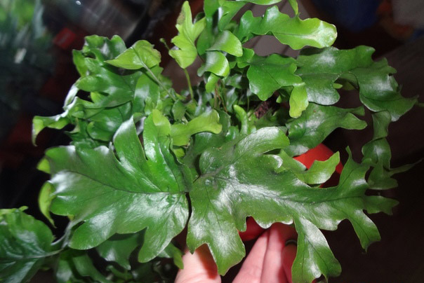 Никълъс Даймънд Флебодиум Никълъс Даймънд