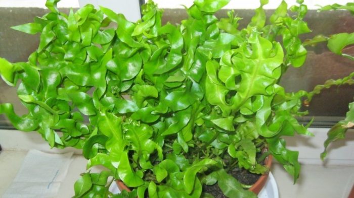 Пъпчив Видове Phlebodium