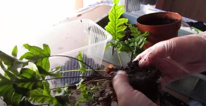 Как да размножаваме флебодиум Размножаване на папрат