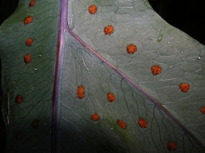 Спори върху лист Спори на папрати