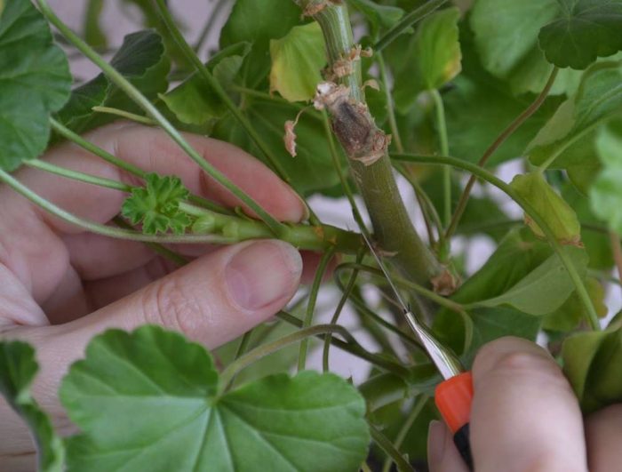 Резници от пеларгоний