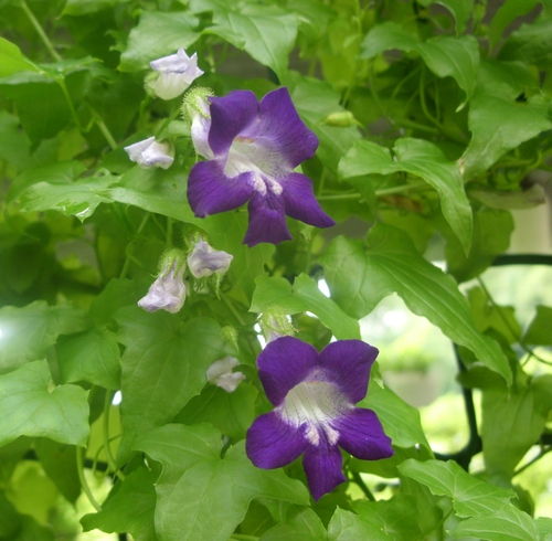 Лилава азарина Две цветя