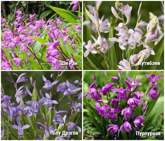 Блетила на райета