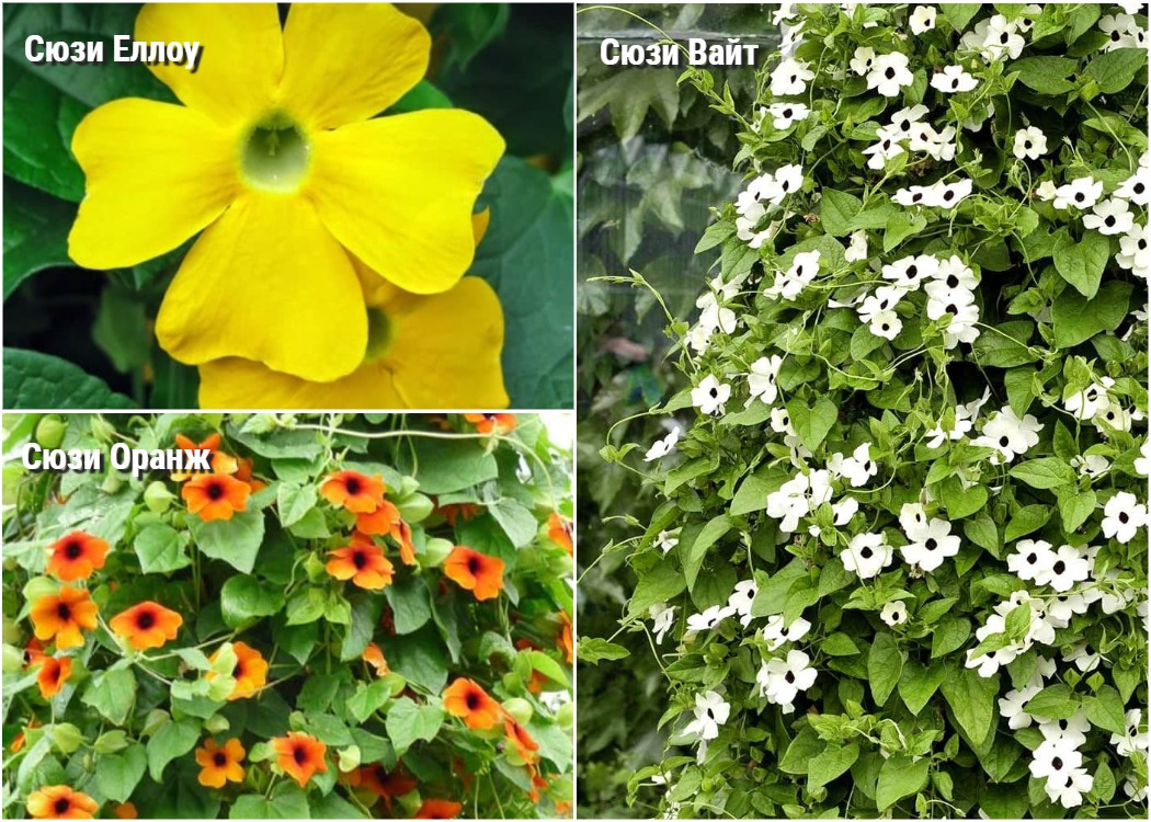 Сортове Сузи