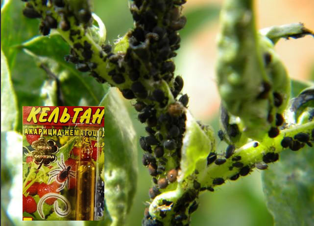 Борба с листни въшки Листна въшка