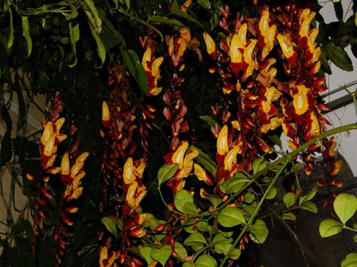 Тунбергия мизоренсис