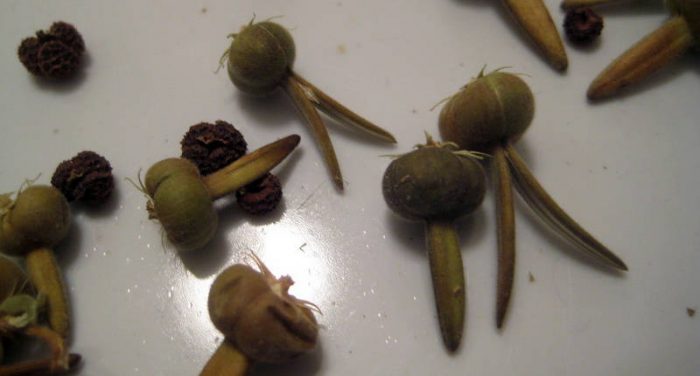 Семена от тунбергия