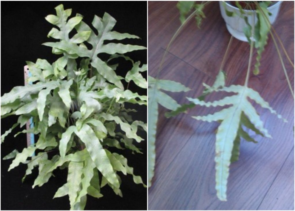 Ундулатус Ундулатум