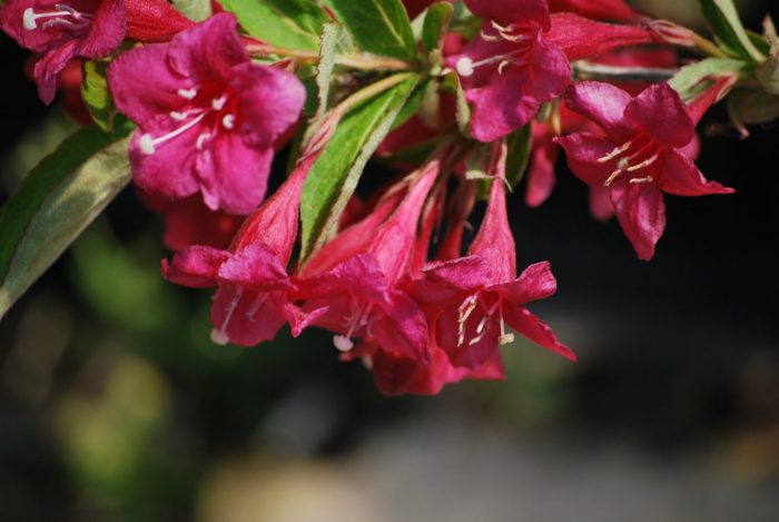Κουδούνια Weigela Λουλούδια ρουμπινιού Weigela Bristol