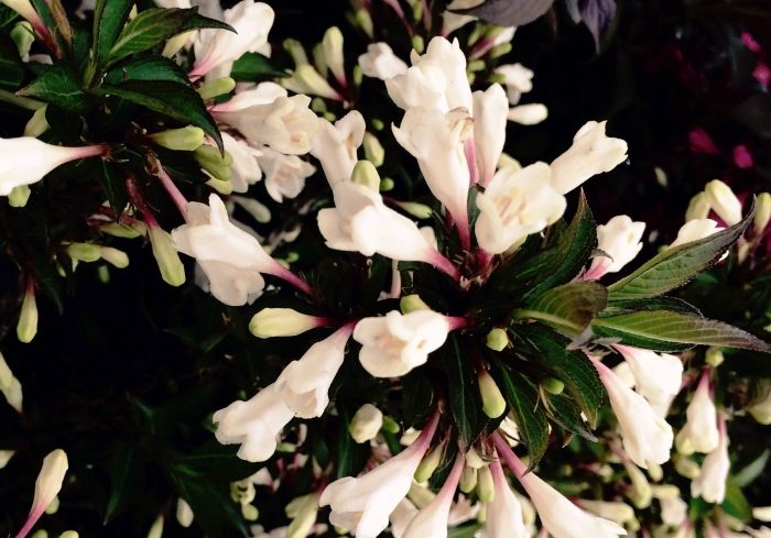 Разнообразие Черно и бяло