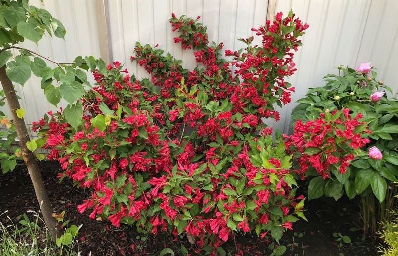 Хибридна Вайгела