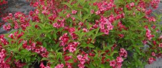 Вейгела Бристъл Руби