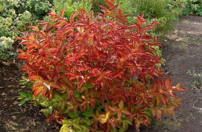 Разнообразие от Wings of Fire