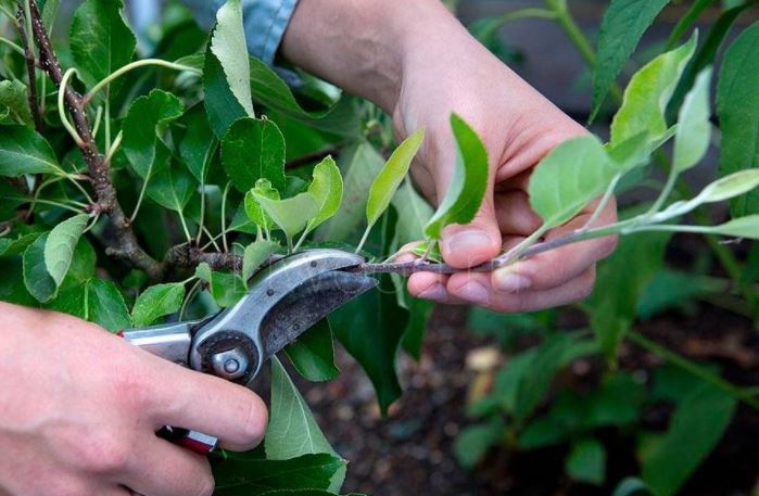 Κλάδεμα διαμόρφωσης Κλάδεμα Weigela