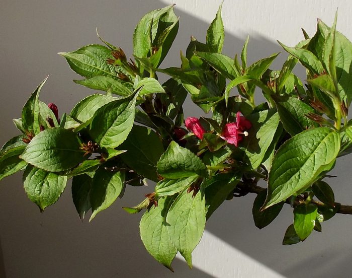 Вейгела в разцвет