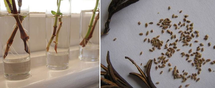 Τύποι αναπαραγωγής Μοσχεύματα και σπόροι Weigela