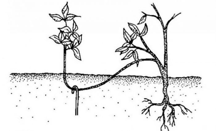 Наслояване по време на размножаване