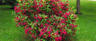 Вайгела Червен принц