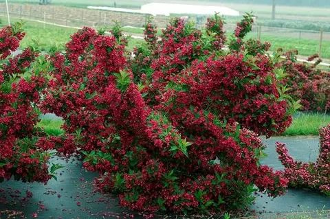 Веге червен принц в градината