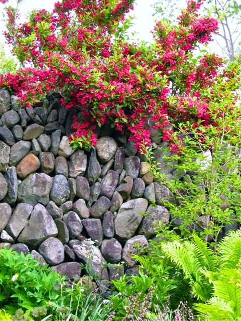 Вайгела сред камъните