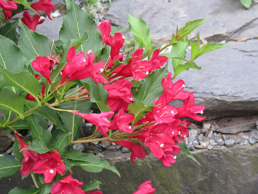 Цветя във формата на камбанки