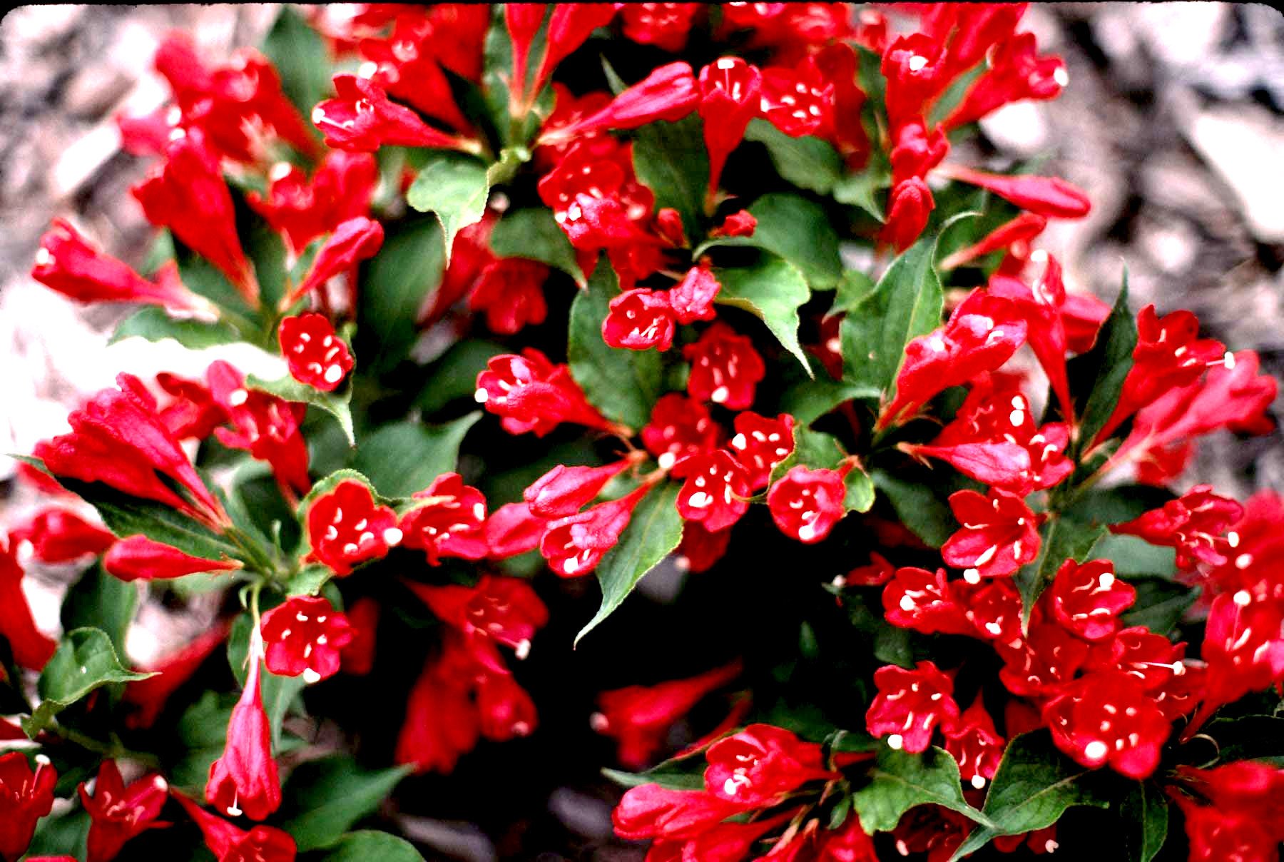 Пламтящи цветя