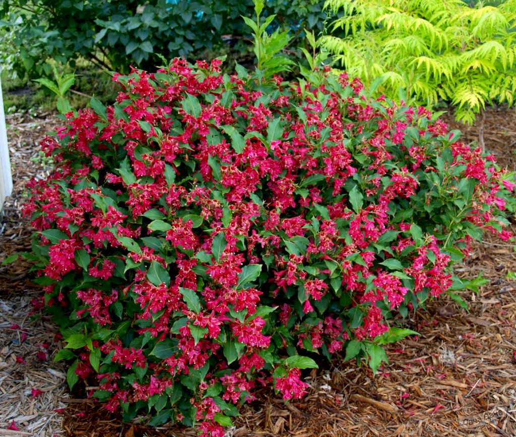 Красив храст