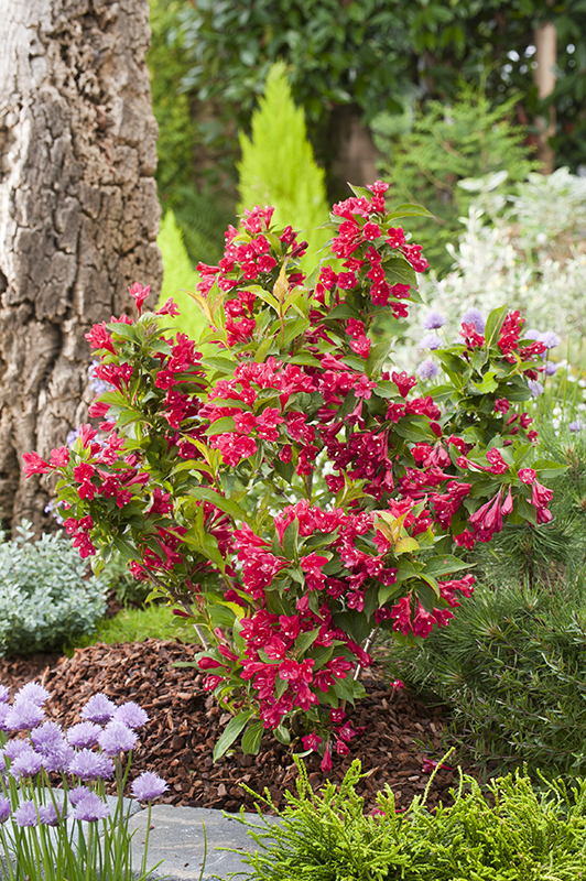 Сортът „Червеният принц“ сред растенията