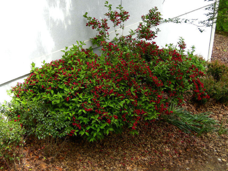 Сорт Червен принц у дома