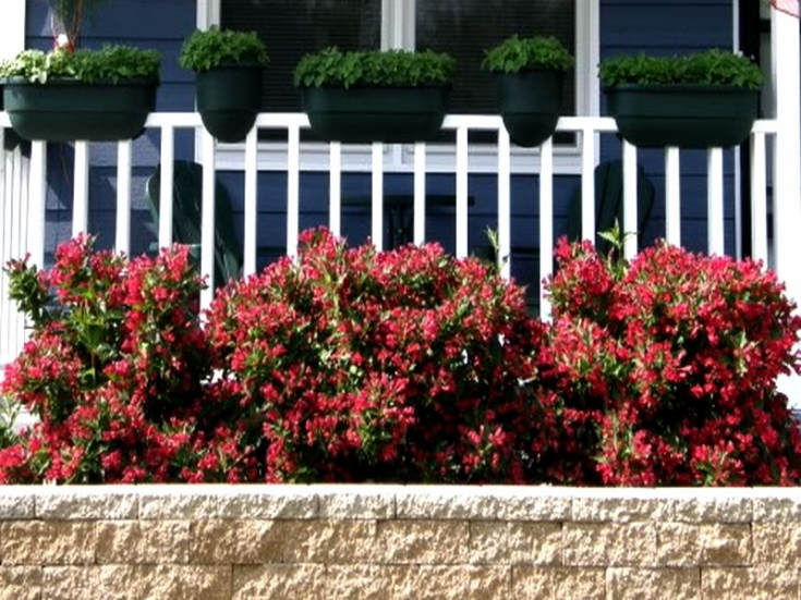 Червеният принц на оградата