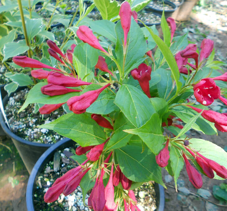 Разсад Червен принц