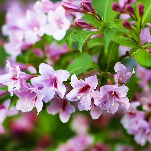 Розови цветя