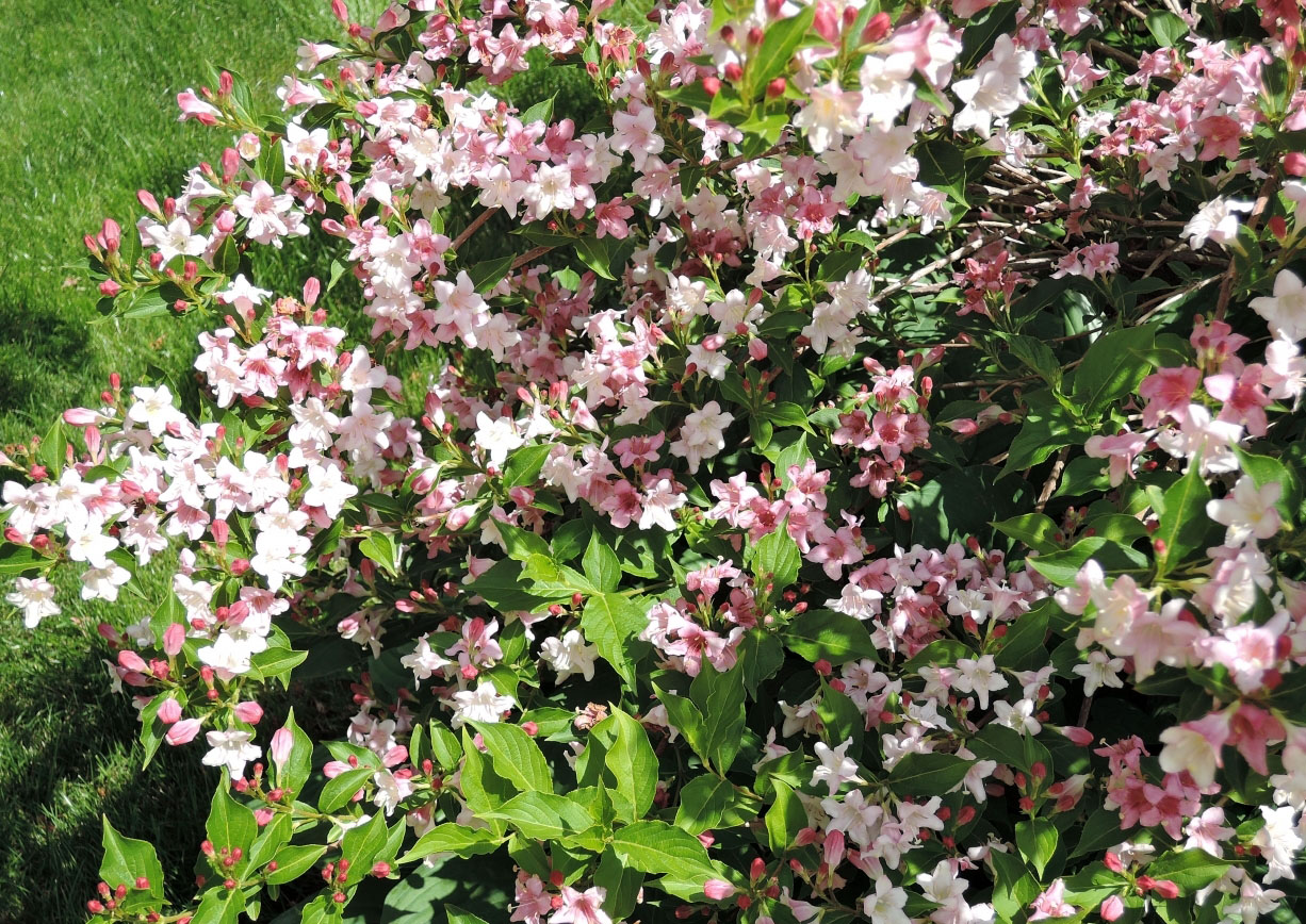 Висок храст