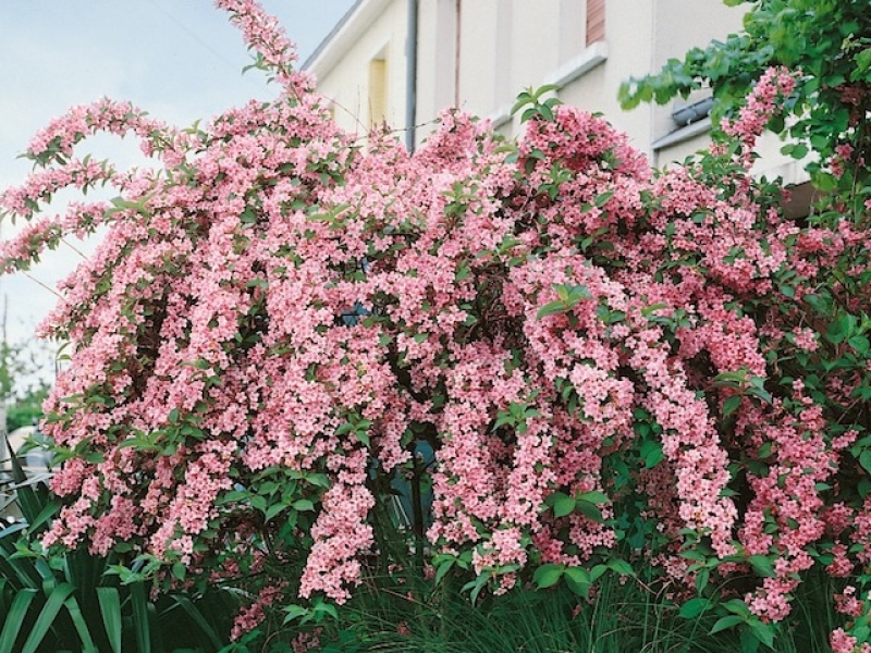 Формиране на розея в дърво