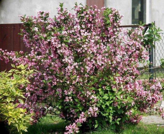 Широк храст