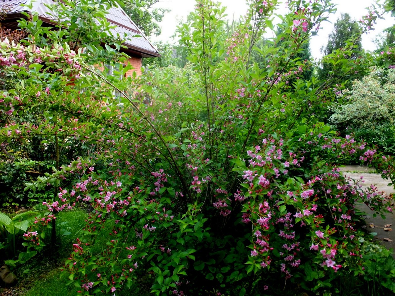 Преди цветята да цъфтят