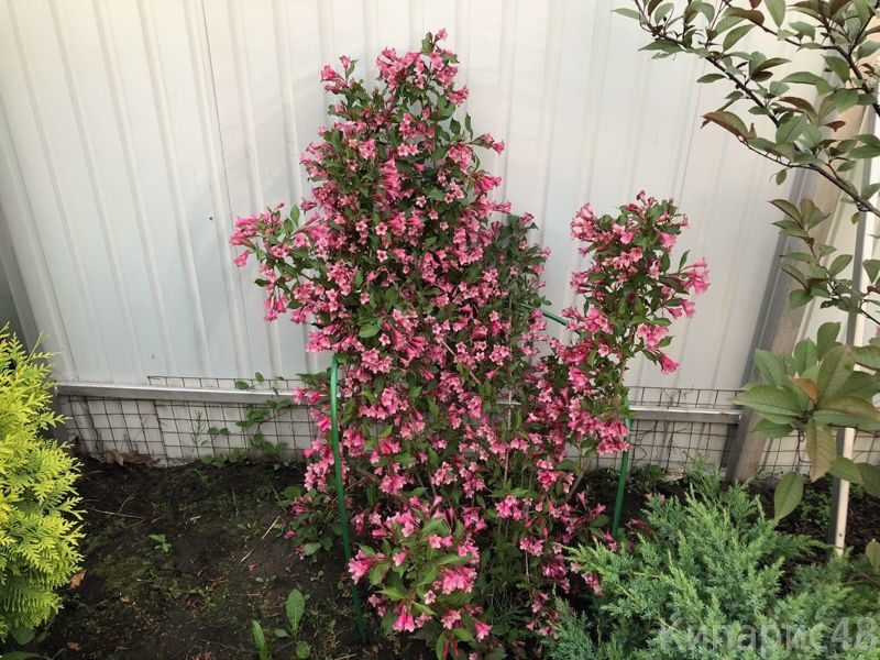 Розеа близо до долма