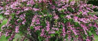 Сорт Weigela Rosea